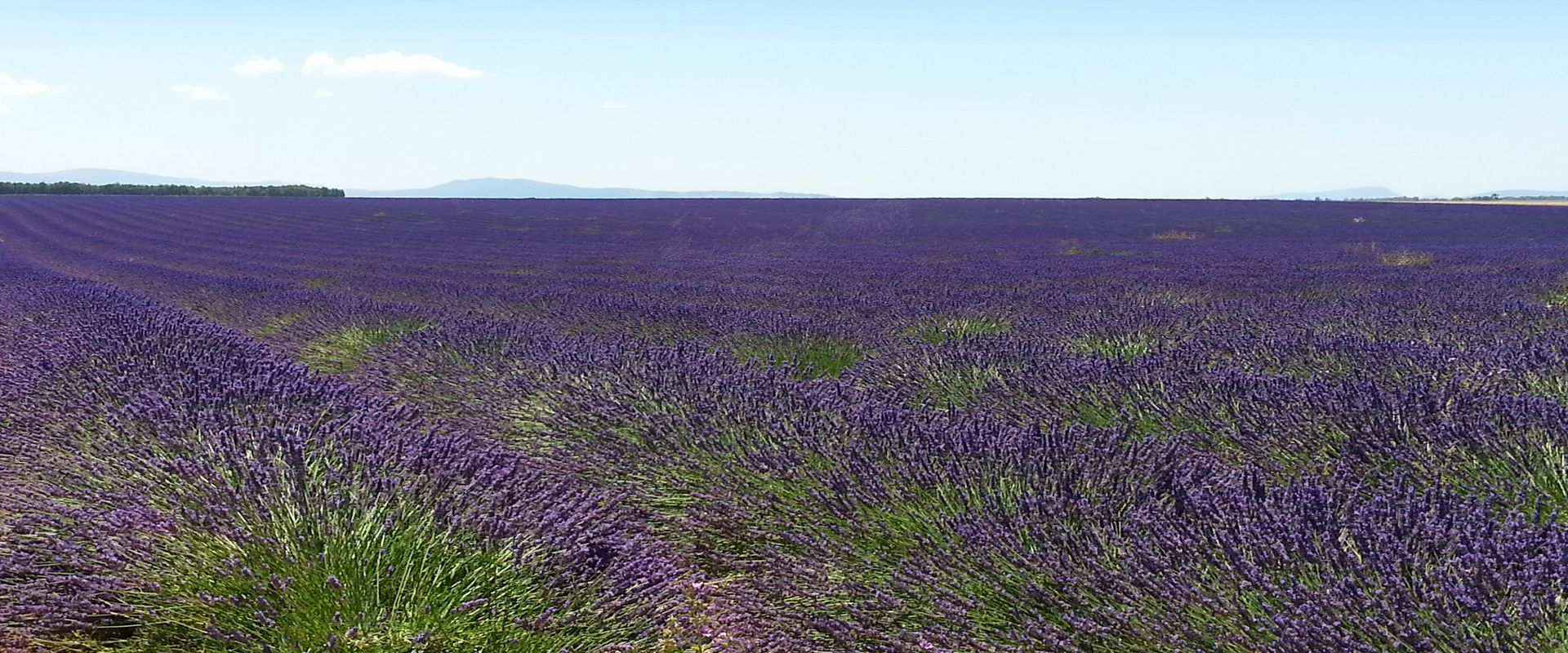Deutsch­land: Lage: Lavendel-Felder