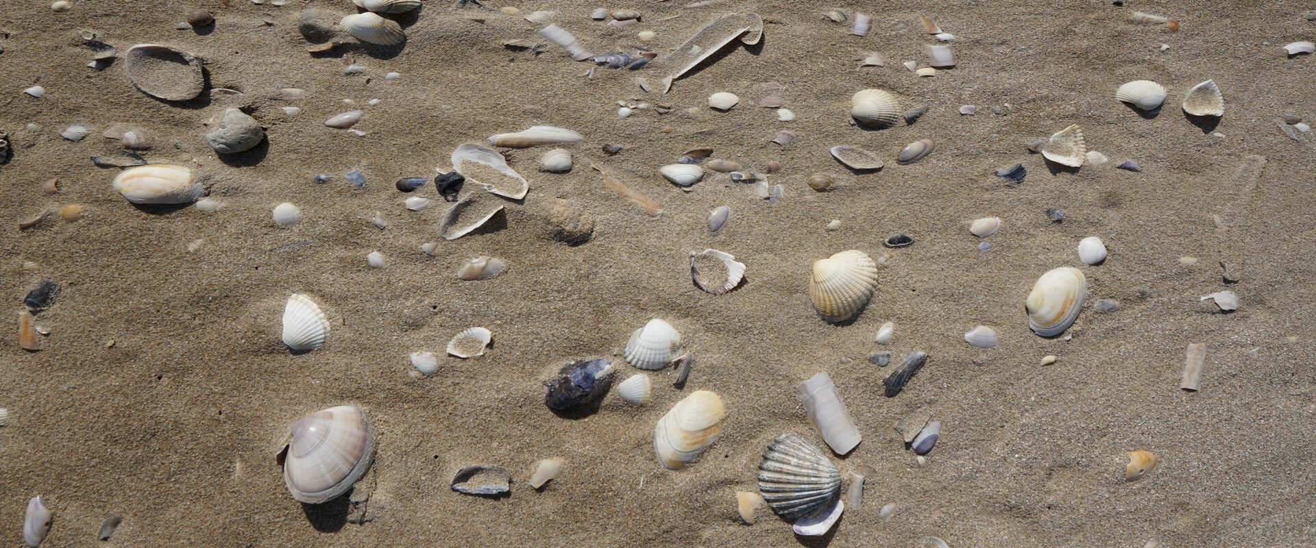 Frankreich: Normandie: Deauville: Muscheln am Strand; Fransa: Normandiya: Deauville: Deniz kıyısında midyeler