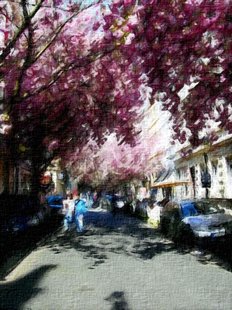 Deutschland: Bonn: Kirschblüten: wie ein Ölgemälde der Impressionisten; Almanya: Bonn: Kiraz çiçekleri: Empresyonizlerin yağlı boya tabloları gibi