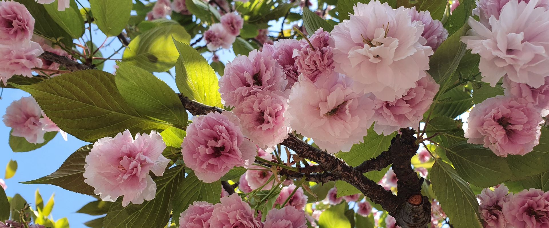 Deutsch­land: Bonn: Kirsch­blüten
