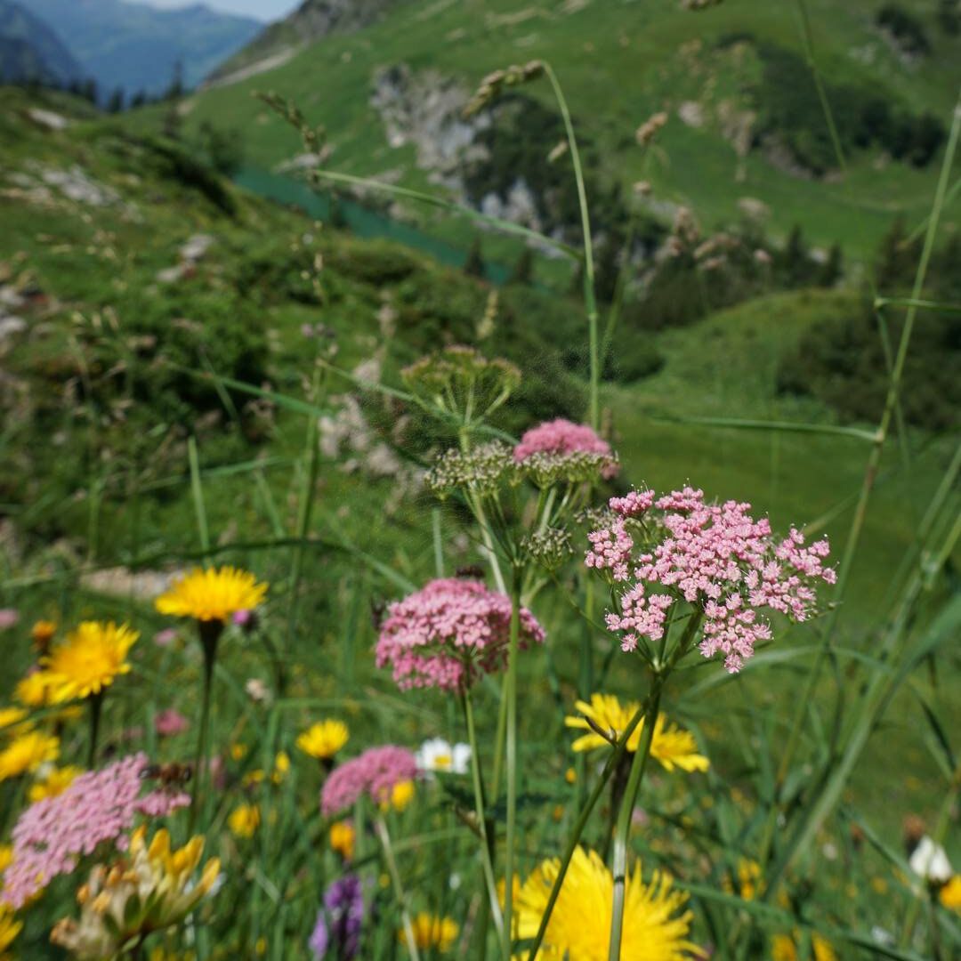 Deutschland: Allgäu: Blumenwiese; Almanya: Allgäu: Çiçek çayırları