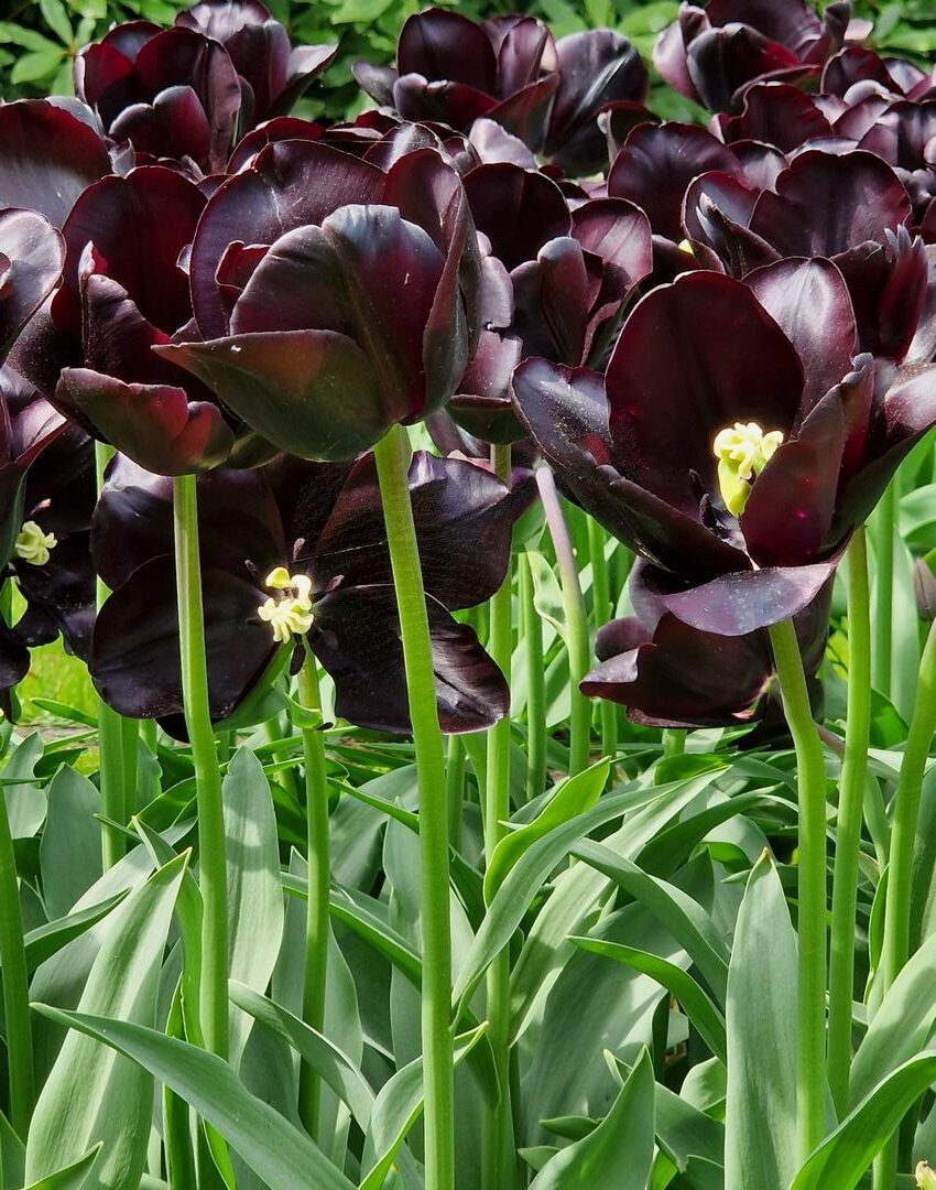 Schwarze Tulpen; Siyah Laleler